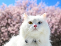 PROGRAM ZAŠTITE: Van mačke ove godine dobile 120 mačića