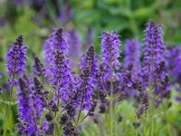 STRUČNJACI DOKAZALI: Ovo je biljka koja poboljšava vaše zdravlje