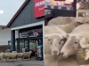 NESVAKIDAŠNJA SITUACIJA: Stado ovaca ušetalo u supermarket (VIDEO)