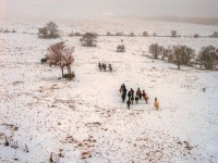 NAŠA LIJEPA BOSNA I HERCEGOVINA: Jedinstveni prizori divljih bosanskih konja ispod planine Cincar