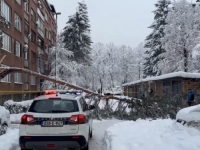 NEKO ĆE ODGOVARATI: Tužilaštvo KS formiralo predmet zbog smrti žene na koju je palo stablo na Grbavici