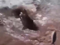 HOROR SNIMAK IZ OMILJENOG LJETOVALIŠTA BOSANACA I HERCEGOVACA: Morski pas snimljen u plićaku, zatvorene hotelske plaže...