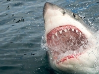 LJUDI PREŽIVLJAVAJU HOROR, ZATVORENE PLAŽE: Četiri napada ajkula za dva dana