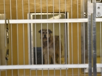 OPĆINE DUŽNE DA OSIGURAJU USLOVE: Traži se bolji status životinja u azilima