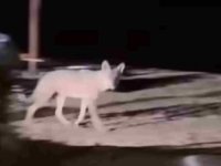 NI LOVCI NISU ŠTO SU NEKAD BILI: Na Ozrenu se okupilo 600 lovaca u odstrijelu vuka, došao i Minić, ali niko nije uspio osvojiti trofej