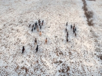 LIJEPA NAŠA BIH: Galop divljih konja po nepreglednim pašnjacima kod Livna uljepšat će vam dan (FOTO + VIDEO)