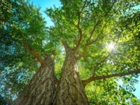 NAUČNA OTKRIĆA KOJA SU ŠOKIRALA: Biljke 'čuju' i pamte