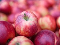 ISTRAŽIVANJE KOJE JE ŠOKIRALO EVROPU: U jabukama širom Evrope pronađen 'koktel pesticida i neurotoksina', Hrvatska među najgorima!