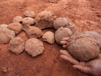 ISTRAŽIVAČI OSTALI U ČUDU: Jaje umjesto embriona ili sedimenata ispunjeno blistavim kristalima