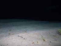 OSTAVIO KAMERU U MORU PREKO NOĆI: 'Ovaj video je moja najveća noćna mora' (VIDEO)