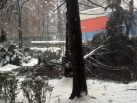 U SARAJEVSKOM NASELJU SE SRUŠILO STABLO U BLIZINI ŠKOLE, GRAĐANI ZABRINUTI: Nadležni prebaciju odgovornost