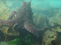 NEVJEROVATAN ULOV U JADRANU: 'Borba je trajala 20 minuta, pucao sam više puta...'