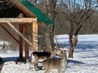 IZ NJEMAČKE U BiH: Čovjek izgradio farmu jelena koja oduševljava posjetioce