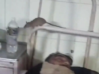 JEZIVE SCENE IZ BOLNICE: Pacijenti dijele krevete s miševima, snimak koji je šokirao javnost