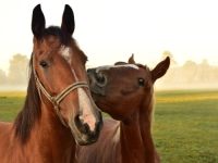 ISTRAŽIVANJE OTKRILO: Konji znaju za naše strahove