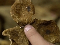 NAŠ NAROD BACA KORU OVOG VOĆA U SMEĆE, A MOGLI BI ZARADITI HILJADE EURA: Bogataši poludjeli za trendom (VIDEO)