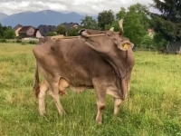 KRAVA VERONIKA PROGLAŠENA GOVEĐIM EINSTEINOM: Zna da koristi grablje, četke...