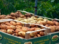 DOMAĆE JE NAJBOLJE: U Hercegovini pri kraju sadnja mladog krompira, početak proizvodnje idući mjesec...