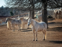 PROMOCIJA KULTURNOG BISERA: Vlada proglašava 19. maj Danom lipicanaca