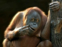 VIC DANA: Nakon velike katastrofe koja je zadesila zemaljsku kuglu, sve je uništeno, samo su preživjela...