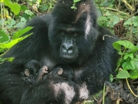 NAKON VIŠE OD PET GODINA: Okotili se blizanci planinske gorile