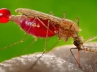 DRAMATIČNA UPOZORENJA LJEKARA REGIONA: Sve više oboljelih od malarije nakon boravka na Zanzibaru