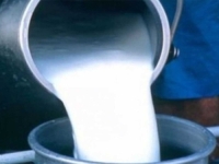 MUKE PROIZVOĐAČA REGIONA: Drastično opada otkupna cijena mlijeka