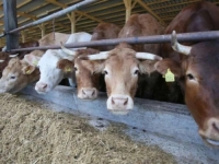 PROIZVODNJA HRANE U BiH PRED KOLAPSOM: Gase se farme, proljetna sjetva upitna