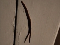 'KAKVA JE OVO NAKAZA' Snimio čudno stvorenje na vratima i sve zaprepastio - Poručuju mu da ga spali