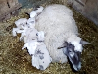 ČUDO U ŠTALI: Ovca Garava na svijet donijela zdrave četvorke!