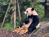 SVI ŽELE DA IH VIDE: Dvije posljednje pande napuštaju ovu zemlju...