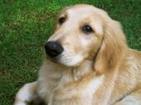 ŠOKANTNO OTKRIĆE: Psi vas prisluškuju i 'hvataju' vaše riječi