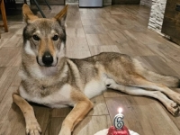 GOTOVO DVA MJESECA NEUMORNO TRAŽE PSA, NUDE I VELIKU NAGRADU ZA PRONALAZAK: 'Nema gdje nisam bio. Mučim se i molim ljude za pomoć'