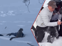 VELIKA ZVIJER NAPALA TURISTKINJU NA SKIJANJU: Gotovo izumrla vrsta izlazi među ljude