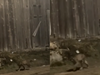 NIJE VUK, A NI LISICA: U bh. gradu viđena rijetka divlja životinja, prepoznajete li je? (VIDEO)