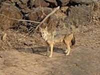 DRAMA U SUSJEDSTVU BiH: Šakali haraju, istrijebili gotovo sve srne