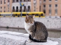 NESTAO NAJPOZNATIJI SARAJEVSKI MAČAK: Jeste li vidjeli Fatmira?