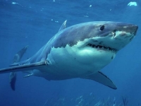 ZBOG LOVA I PRODAJE NA PIJACAMA: Velike bijele ajkule suočene s izumiranjem u Mediteranu