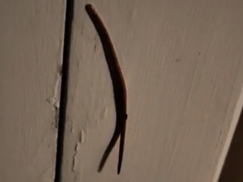 'KAKVA JE OVO NAKAZA' Snimio čudno stvorenje na vratima i sve zaprepastio - Poručuju mu da ga spali