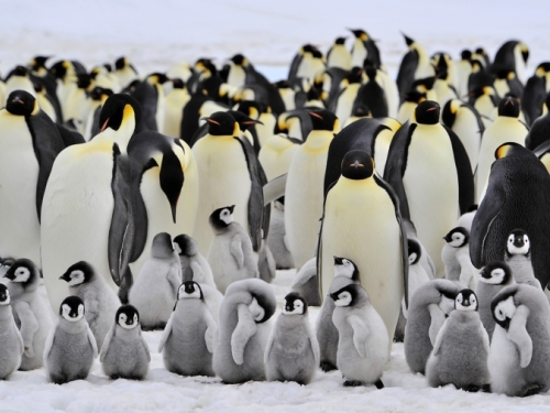 DRAMATIČNA UPOZORENJA STRUČNJAKA: Arktičkim pingvinima zbog porasta temperatura prijeti izumiranje