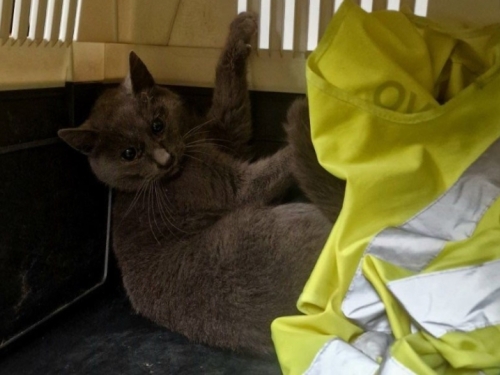 SRETAN KRAJ POTRAGE: Pronađena mačka koja se prije više od dvije sedmice izgubila na Aerodromu u Sarajevu