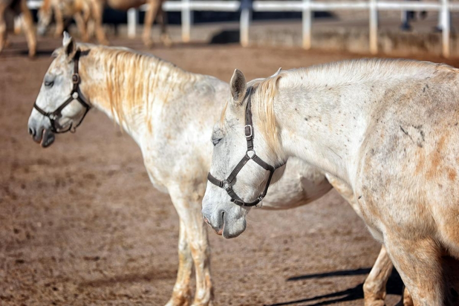 DRAMA NA ČUVENOJ ERGELI: Nepoznata osoba upala na posjed i pustila konje