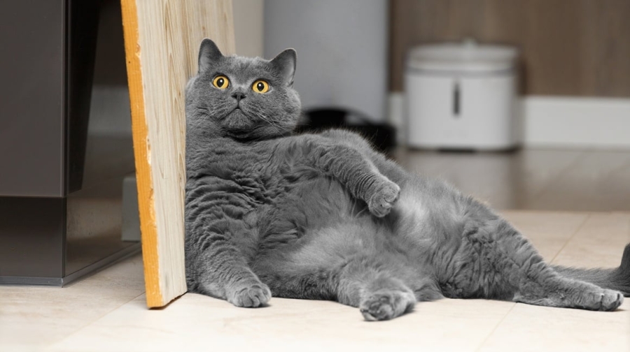 STUDIJA POKAZALA DA POMAŽU KOD PREVAZILAŽENJA MNOGIH STANJA: One su više od kućnih ljubimaca...