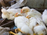 APEL PROIZVOĐAČIMA I GRAĐANIMA: Potvrđena ptičja gripa u BiH