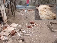 STRAVA KOD BANJALUKE: Šakali poklali ovce i kokoši