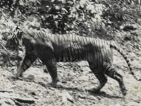 MASAKR U RAJU ZA TURISTE: Više od 70 tigrova uginulo u samo par dana