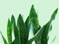 BILJKA KOJU MORATE IMATI: Evo šta sve radi za vas...