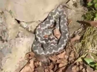 POSKOK SNIMLJEN U BANJOJ LUCI: Profesor pojasnio šta treba raditi... (VIDEO)