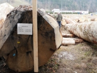 DRVO NA AUKCIJI SVE VRIJEDNIJI SORTIMENT: Primjerak hrasta prodat za rekordnih 30.000 eura