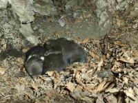 UŽAS U SLOVAČKOJ: Medvjedica napala šumara, ubili su je... (VIDEO)